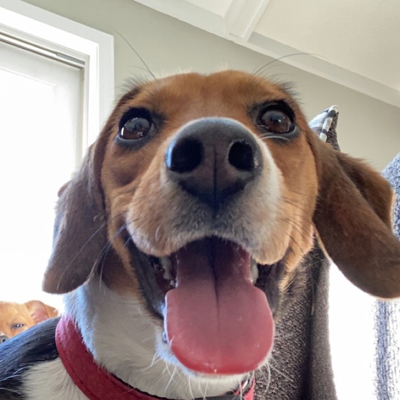 Meet your Posher, Jake - Picture 1 of 1